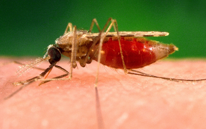 Denuncian que 85 personas murieron de malaria en 2023 en el estado Amazonas  - Sumarium - Información